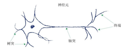 图 2-1 神经元结构图